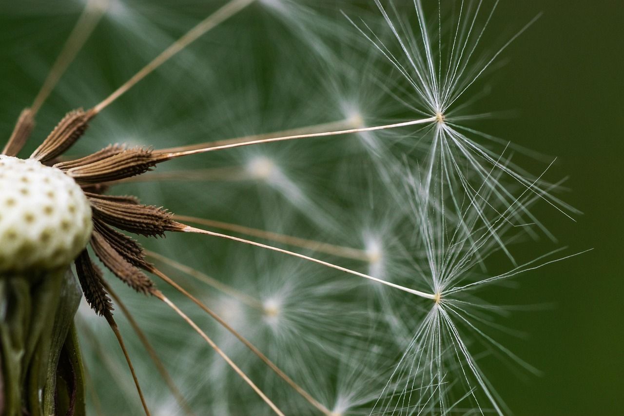 understanding seed funding for startups: a beginner's guide discover everything about seed funding, the initial capital used to start a business, helping entrepreneurs turn ideas into reality and launch their startups successfully.